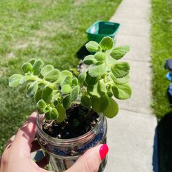 Cilantro & Lime Plant 🌱 