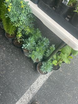 Ruda Aka Rue Herb