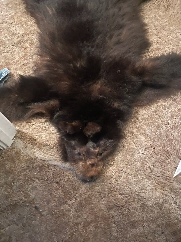 Black Bear Pelt Hide