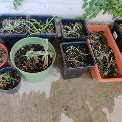 Garden Plants