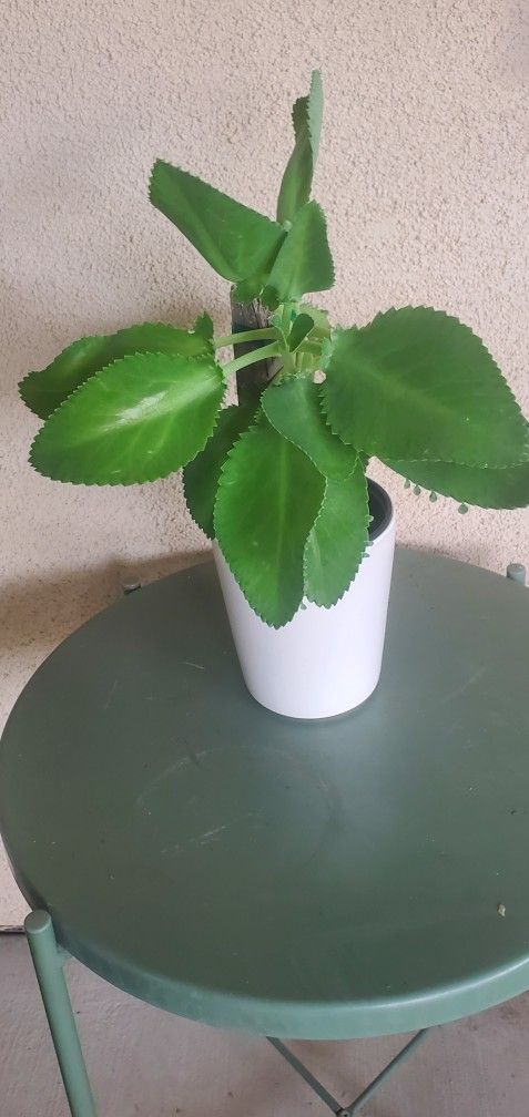 Mother Of 1,000's In Ceramic Pot