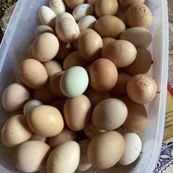 Fresh Organic Eggs 