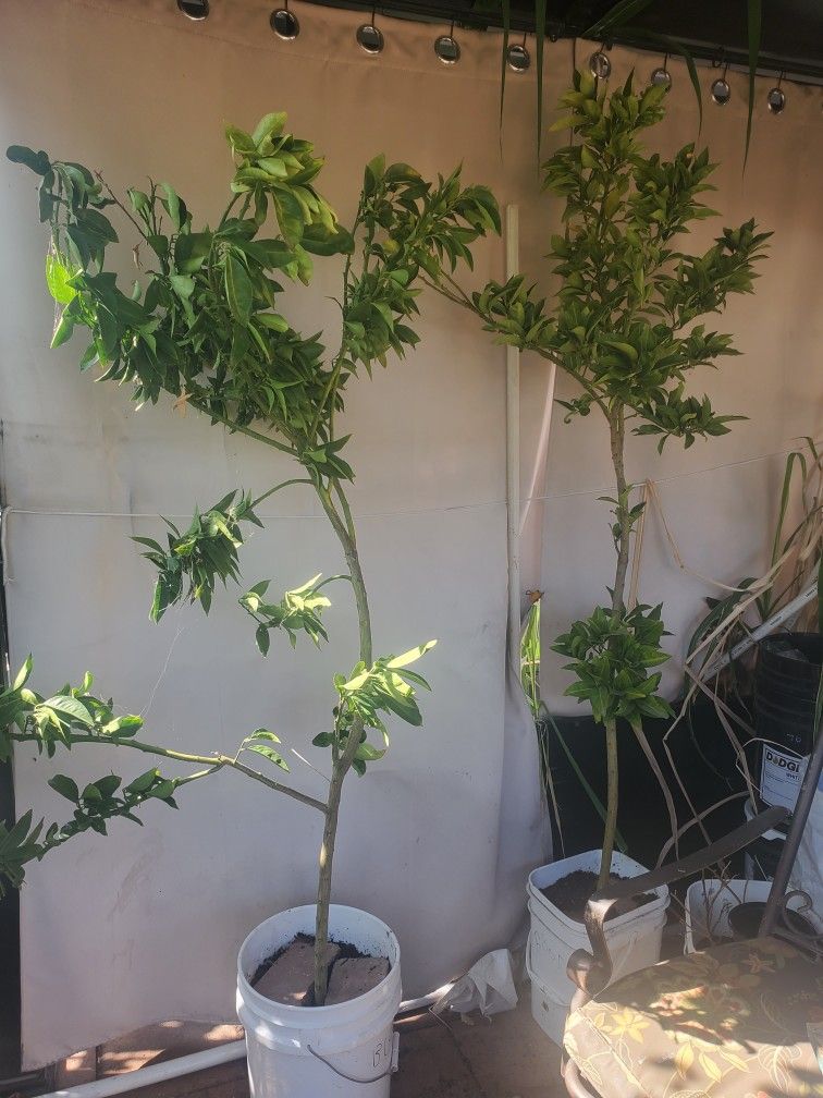 Blood Orange Tree