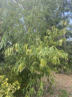Bamboo