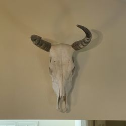 Cow Skull