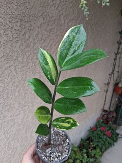 Variegated Z Z. Plant $45