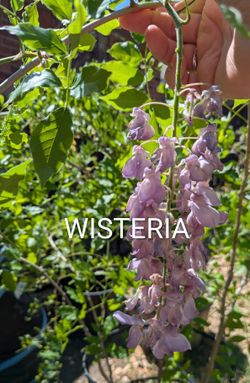 • 3ft Wisteria Plant Vine, 2yrs old