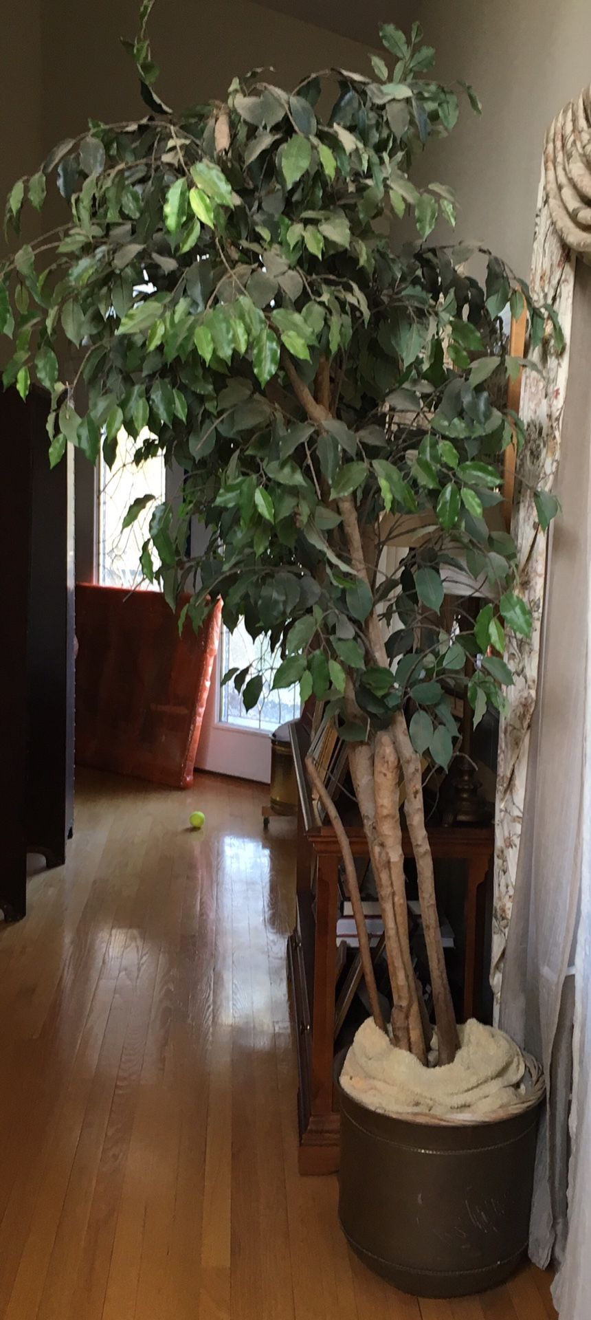 Silk Ficus Tree for Sale in Dix Hills, NY OfferUp