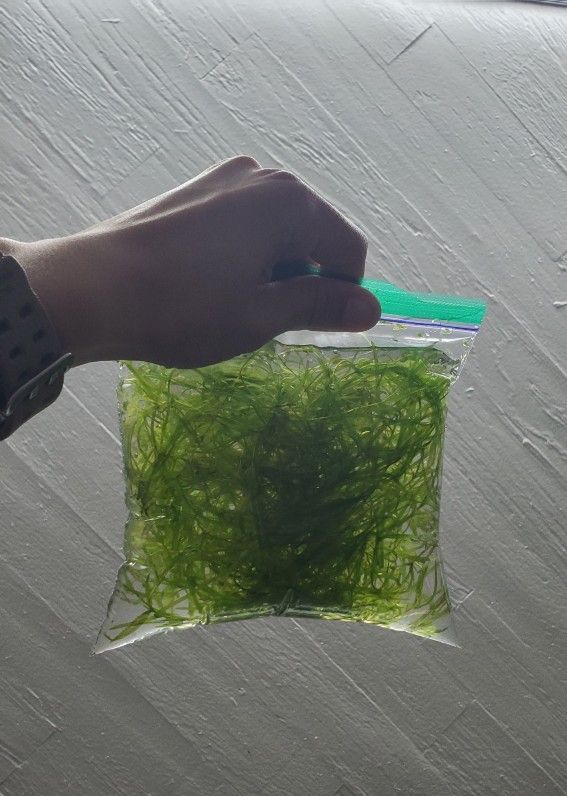 Guppy Grass Aquarium (Plant)
