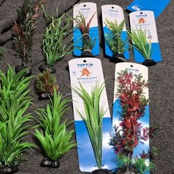 Aquarium plants