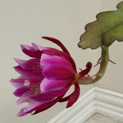 Giant Two Color Epiphyllum!  10” Basket / Hoa Quynh Tim’ / Chid Cactus