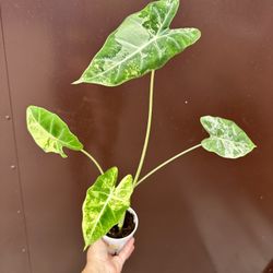 variegated alocasia frydek
