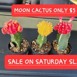 PLANT AND SUCCULENT SALE THIS SATURDAY FROM 1PM TO 5PM SAN LORENZO