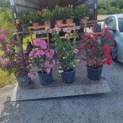 Bougainvillea Trellis Flower 