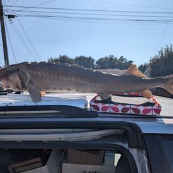 Taxidermy Fish Sturgeon 