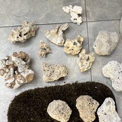 Fish tank corals brain all different kinds2 dollars each