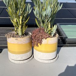 2 White And Yellow Ceramic Pots