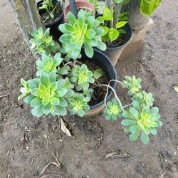 Haworthi Aeonium Plant 