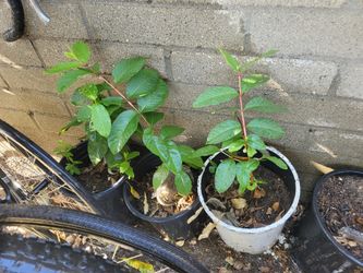 Arbolitos De Guayaba Un Año