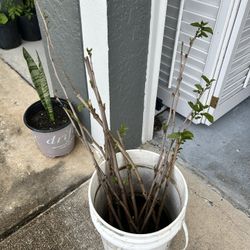 Unrooted Everbearing Mulberry Starts