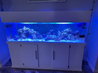 Reef tank tear down