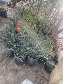 Planat For Sale.