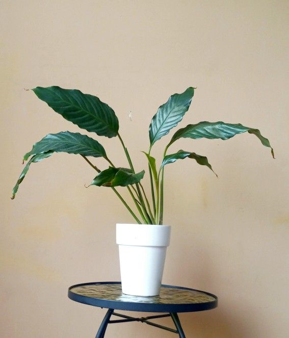 Lush Peace Lily Plant/ House Plant/ Indoor Plant Flower Patio Garden