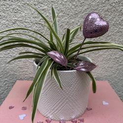 Spider Plant Valentines Gift 