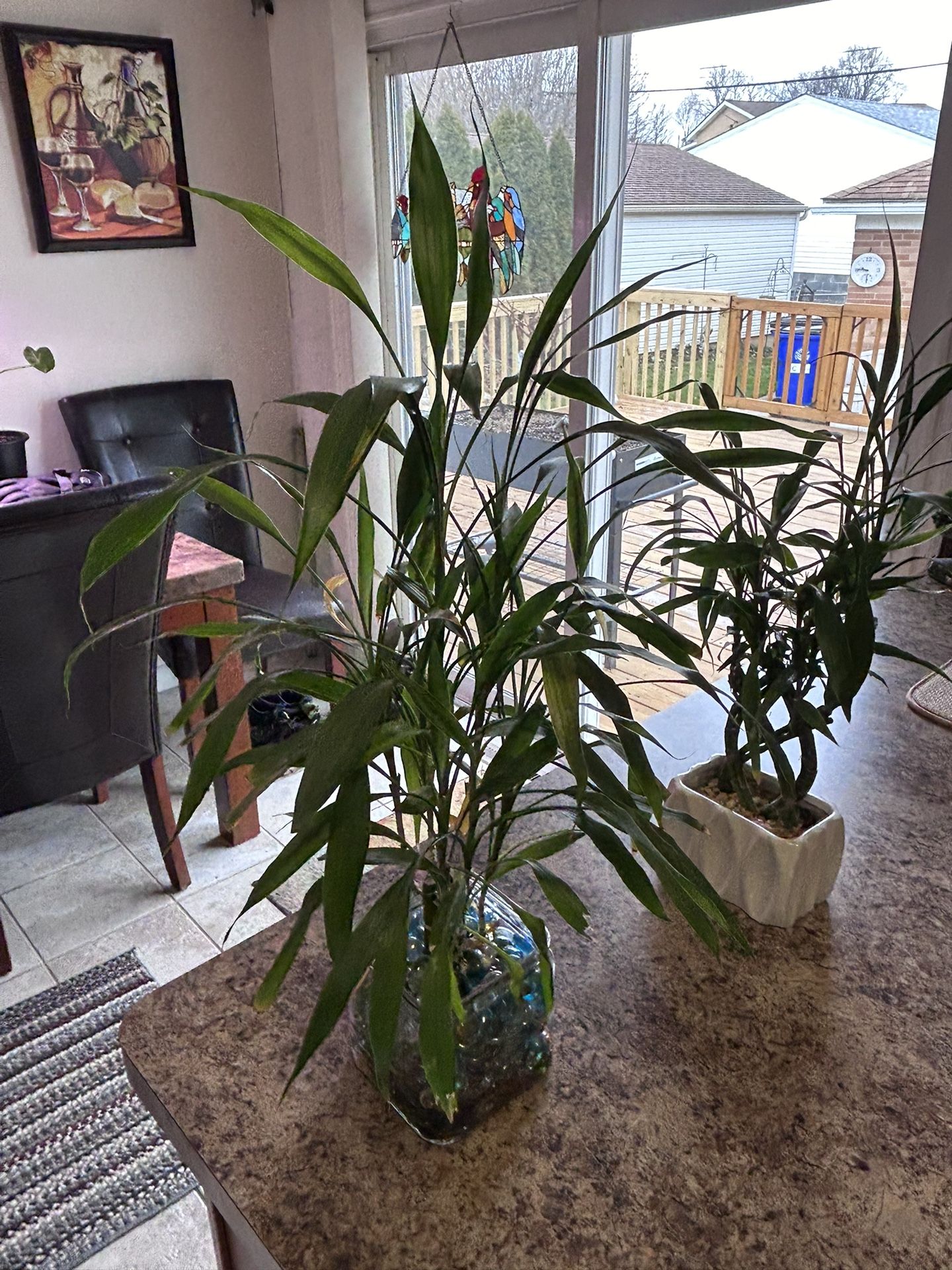 2 Lucky Bamboo Plants