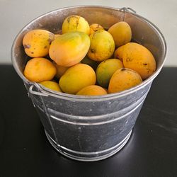 Mangoes $20 per bucket