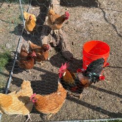 Fresh Eggs 