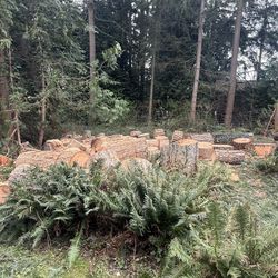 Free Duglas Fir- Firewood in Stumps
