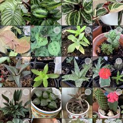 Exotic Plants/ Live Plants/calatheas/succulents/anthurium/caladium/Episcias /alocasia/begonia/nerve Plants/pothos/philondendron/agaves/herb Plants