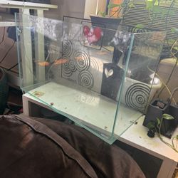 Big Rimless fish tank 50 Gallons 