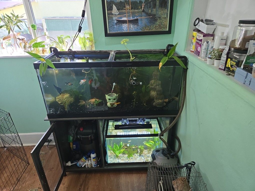 75 Gallon 55 Gallon 25 Gallon 20 Gallon And 10 Gallon Fish Tanks