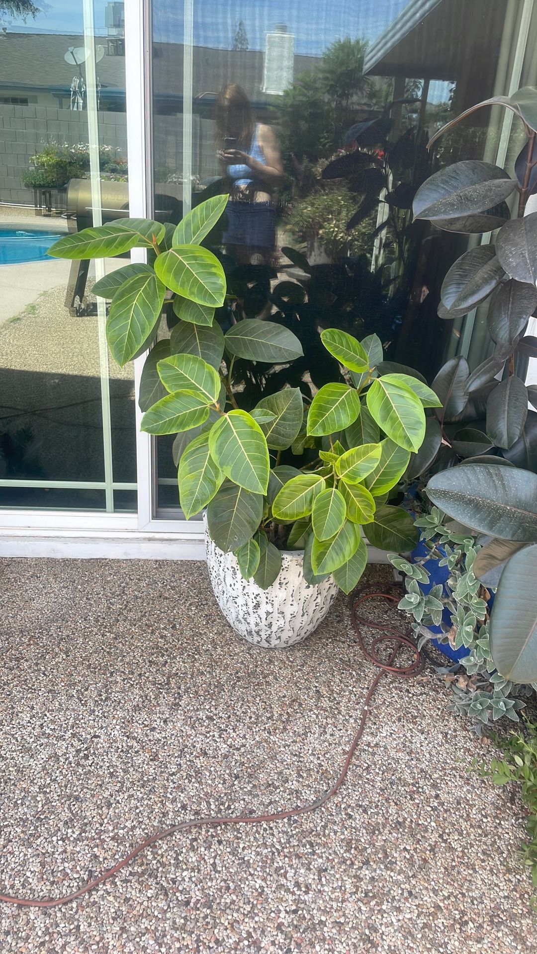 Ficus Altisma In Pot