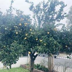 Fresh Limons $20 for 50 Limons 