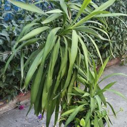 Plant