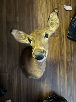 Taxidermy Doe Head