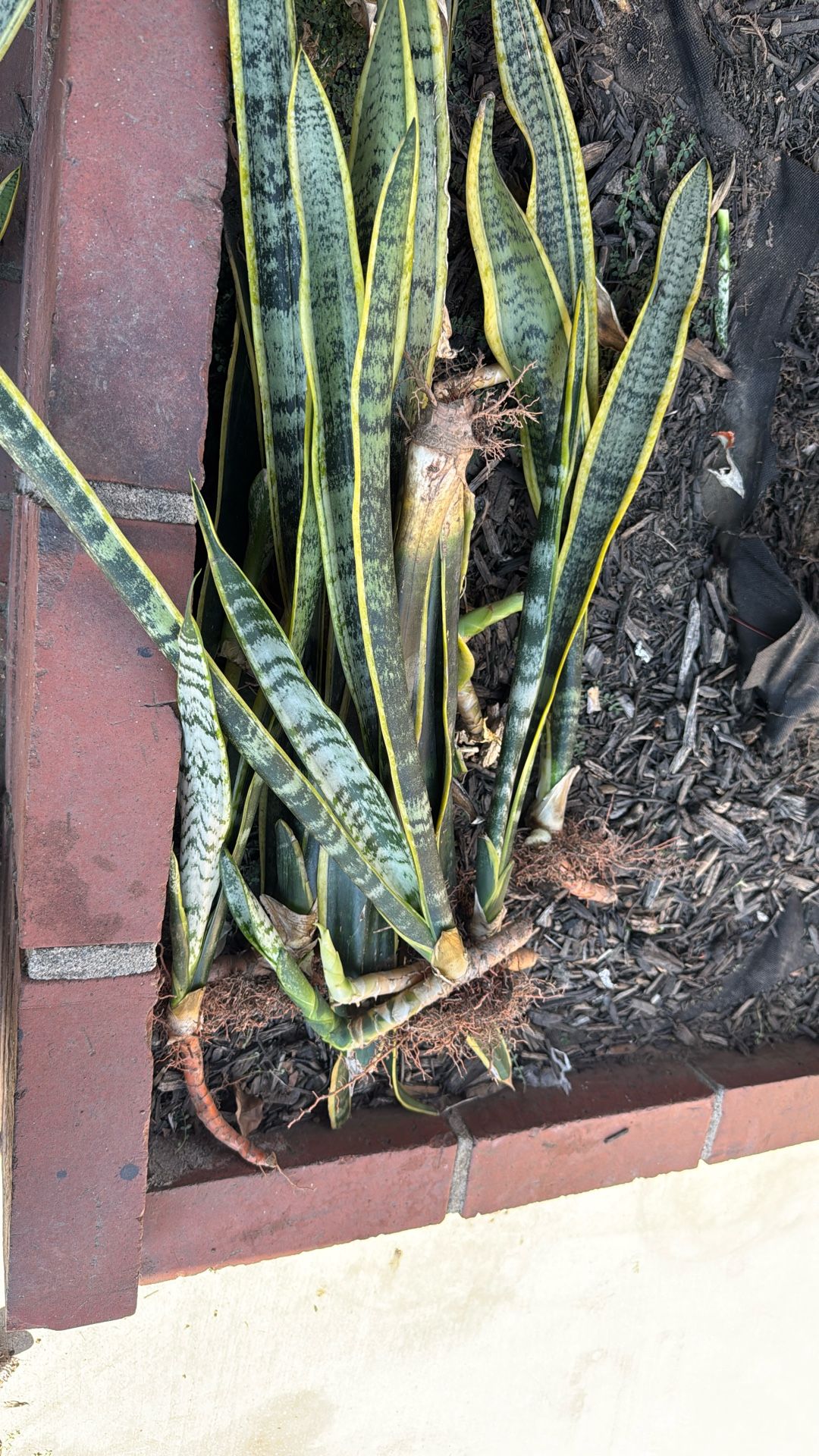 Plants