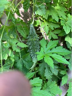 Bitter Melon ( Ayurvedic  Medicinal vegetable vine plant)