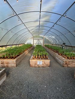 Greenhouse