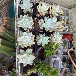 Succulents 