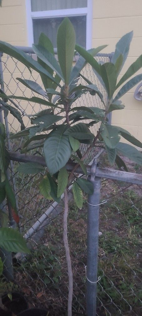 Loquet Tree