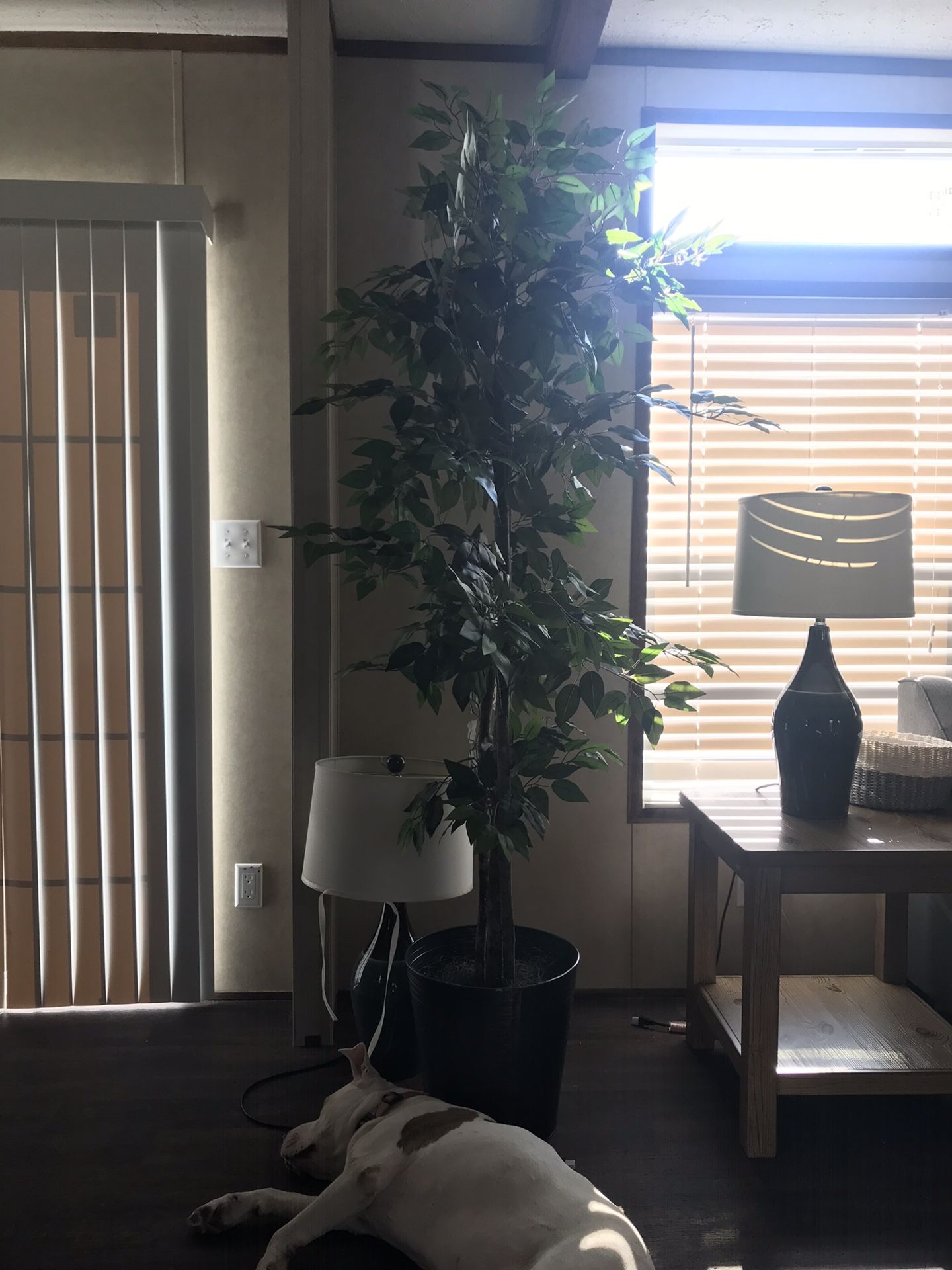 6ft potted ficus tree