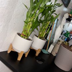 8stalk Lucky Bamboo In White Pot with Bamboo Stand 