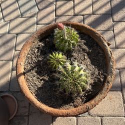 Flowering Cactus