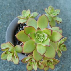 rare Aeonium Decorum Variegata succulent collection old Mature healthy many clusters only 1 hurry