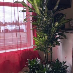 $9 each beautiful baby Dracanae Plant, $99 each beautiful mother Dracanae plant 