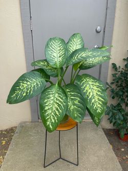 Dieffenbachia Tropic Snow Dumb Cane House Plant 6” Pot